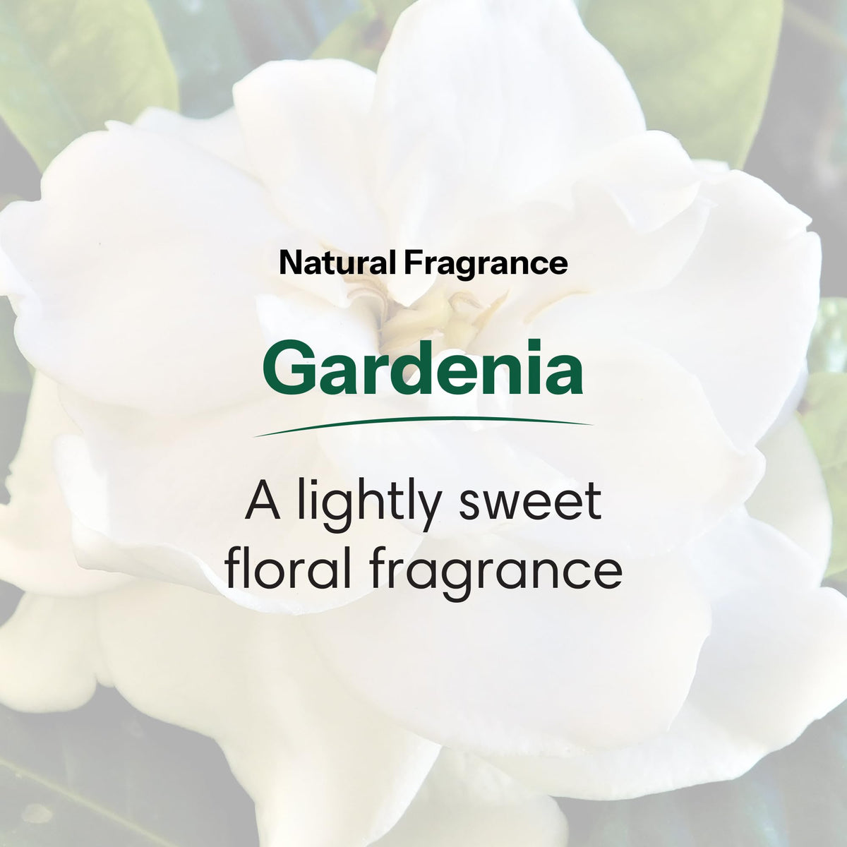 ShiKai Daily Moisturizing Shower Gel (Gardenia, 1 Gallon) | with Hydrating Aloe Vera & Oatmeal | Scented Body Wash for Dry Skin Relief Beauty & Personal Care ShiKai