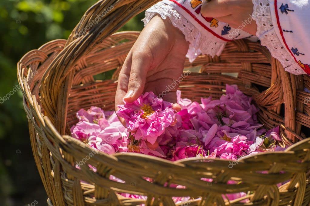 100% Pure Rose Water - Bulgarian, 500 Ml. Beauty & Personal Care BULGARIAN ROSE KARLOVO