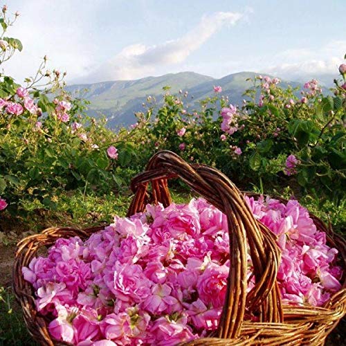 Bulgarian Rose Lip Balm with Natural Rose Oil Beauty and Personal Care BULGARIAN ROSE KARLOVO