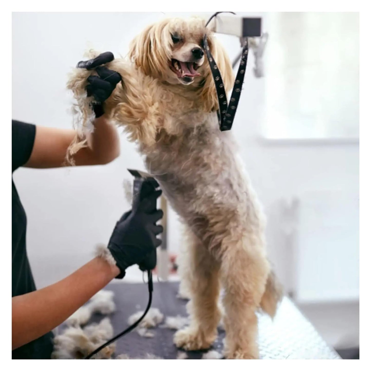 Dog Clipper Blade?Compatible For Andis?Compatible For Oster?Compatible For Moser?Compatible For Wahl?pet Clipper(1.5mm) Beauty and Personal Care AMARJSGPA