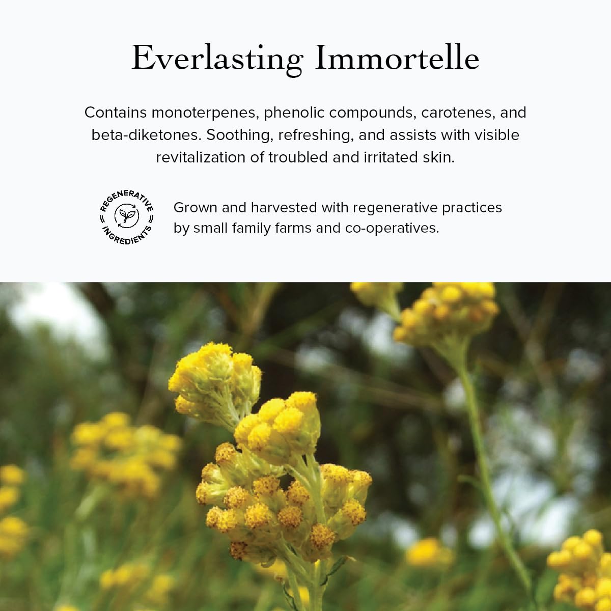 evanhealy Wild Carrot Immortelle Eye Balm | Organic Travel Moisturizer Stick | Hydrating Balm to Brighten Skin Around Eyes, Face, & Body | On the Go Beauty & Personal Care evanhealy