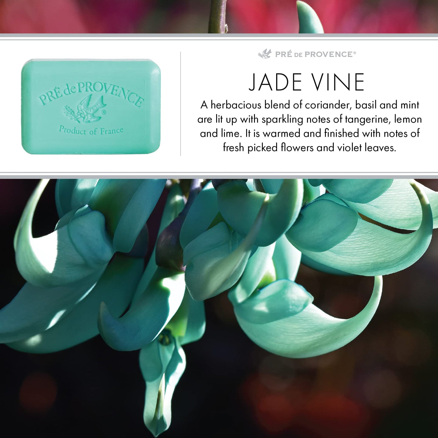 Pre de Provence Artisanal Soap Bar, Enriched with Organic Shea Butter, Natural French Skincare, Quad Milled for Rich Smooth Lather, 8.8 Ounce, Jade Beauty & Personal Care Pre de Provence