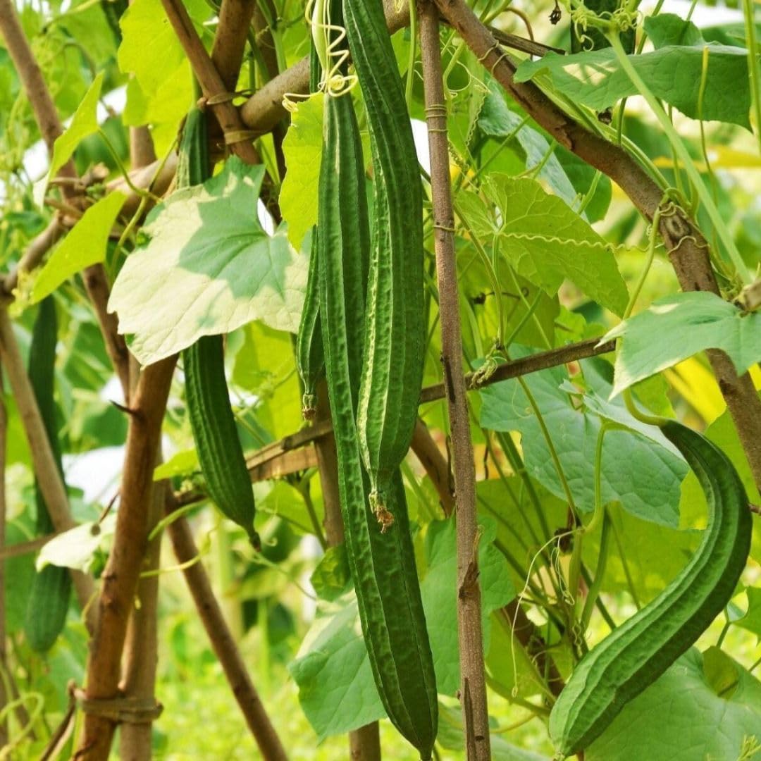 Angled Luffa Sé?ds/Angled Gourd/Tori/Turai/Ridge Gourd/Chinese Okra Sé?ds Loofah - 5 Sé?ds Beauty and Personal Care Artist Unknown