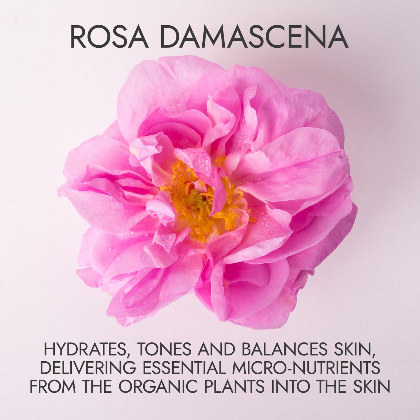 Alteya Organics Rose Water USDA Certified Organic Facial Toner, 8.5 Fl Oz/250mL Pure Bulgarian Rosa Damascena Flower Water, Award-Winning Moisturizer Beauty & Personal Care Alteya Organics