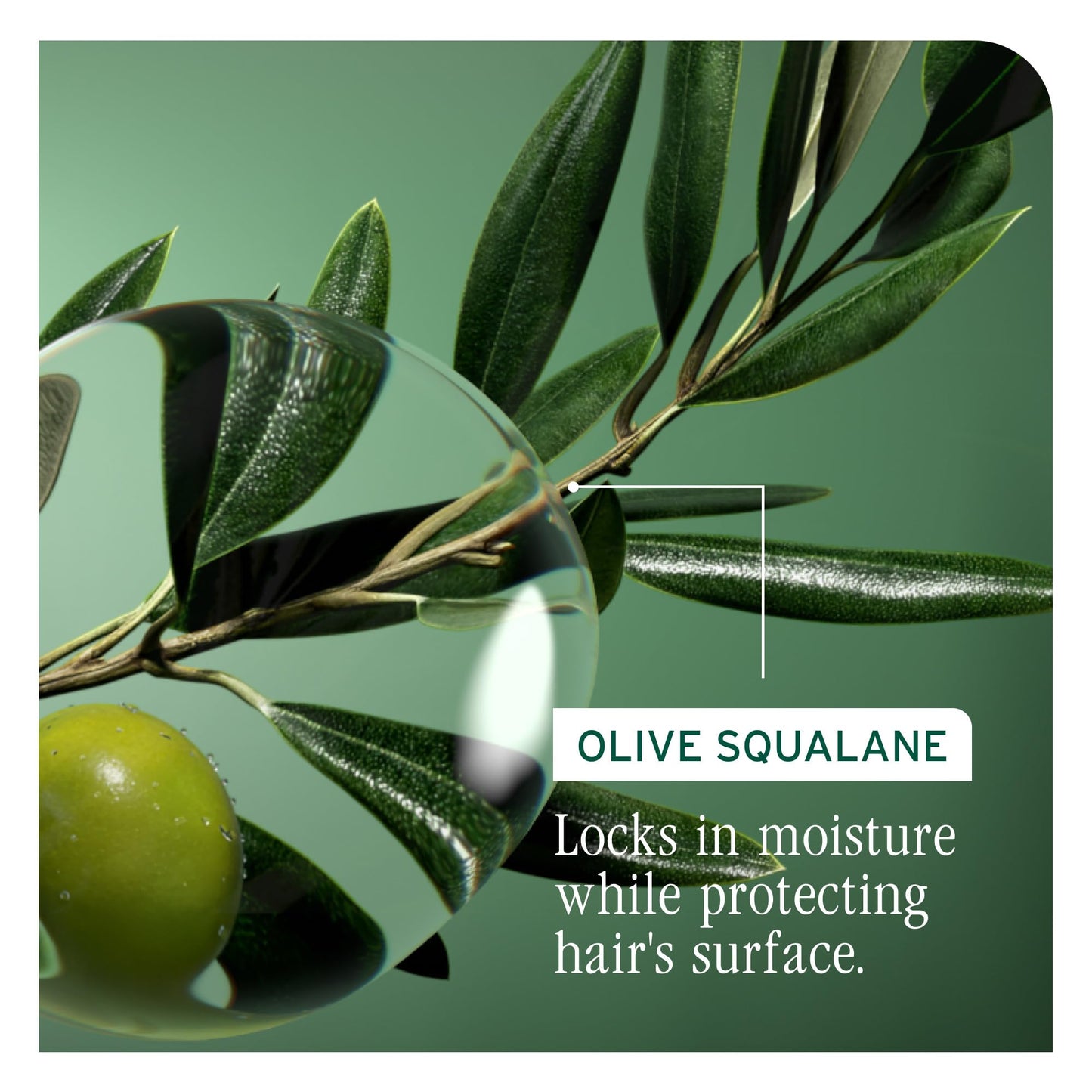 Biolage Strength Recovery Shampoo - Reduces Breakage & Detangles, Instantly Strengthens and Moisturizes, For Damaged Hair, With Olive Squalane & Vegan Beauty & Personal Care Biolage