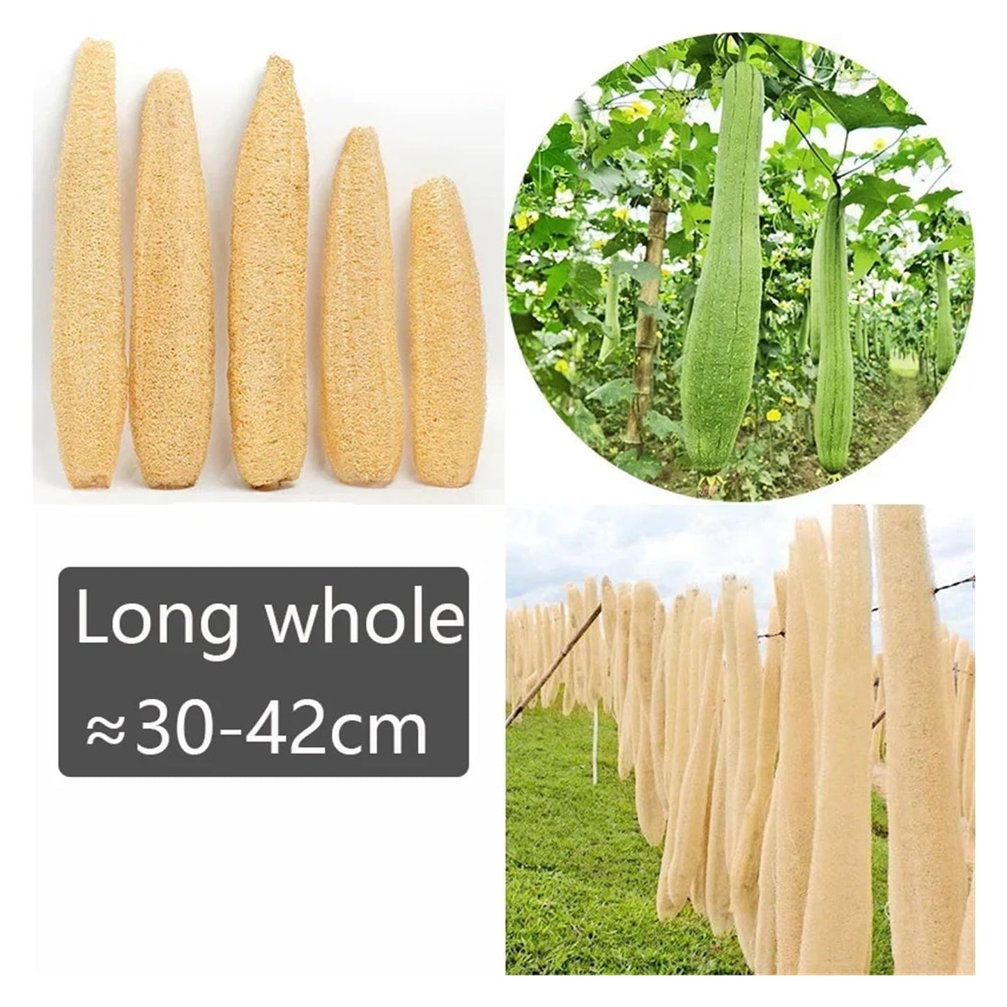 Pure natural organic loofah sponge (30-40 cm), used as an exfoliating bath loofah. The length can be freely cut, suitable for cleaning tableware, Beauty and Personal Care QLKJZML
