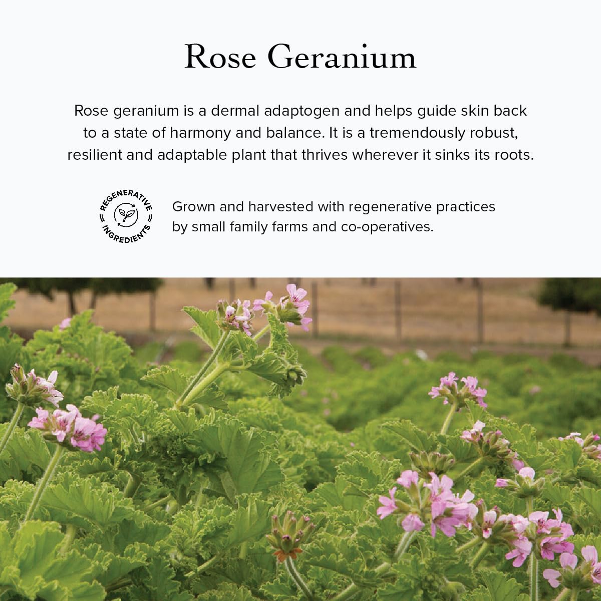 evanhealy Rose Geranium HydroSoul - Copper Distilled Hydrosol - Gentle, Astringent Organic Facial Tonic - Balancing Face Toner for Dry, Oily Beauty and Personal Care evanhealy