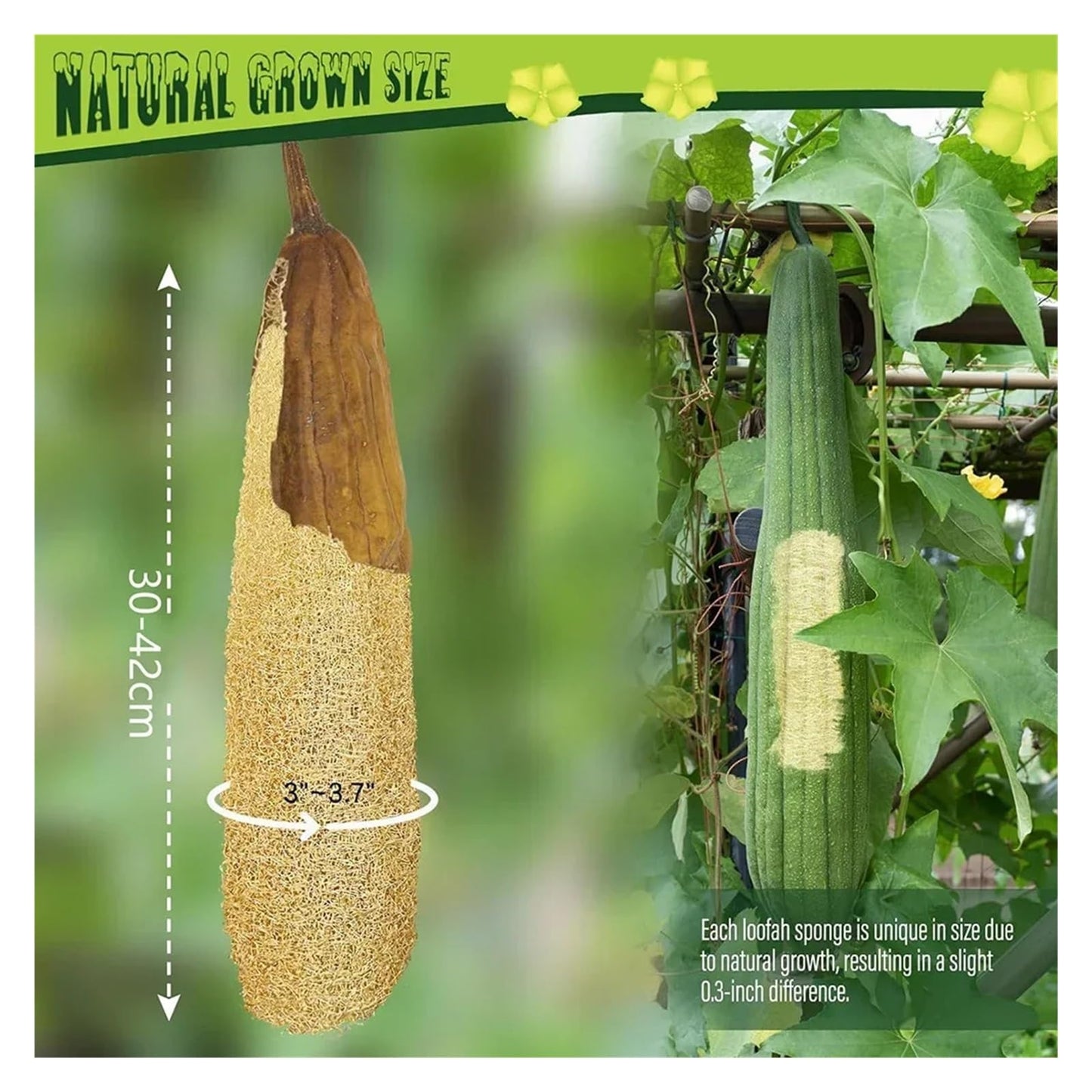 Pure natural organic loofah sponge (30-40 cm), used as an exfoliating bath loofah. The length can be freely cut, suitable for cleaning tableware, Beauty and Personal Care QLKJZML