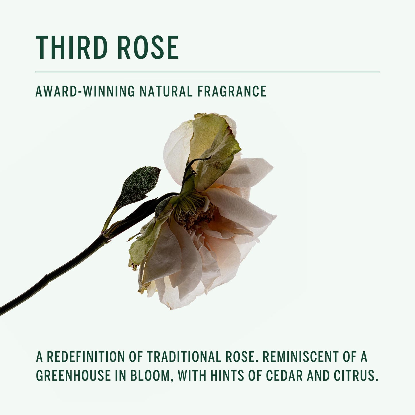Corpus - Third Rose Body Wash | Moisturizing Plant-Based Cleanser for Women & Men, Skincare-Grade Oils & Botanical Extracts | Sulfate-Free, No Beauty & Personal Care Corpus