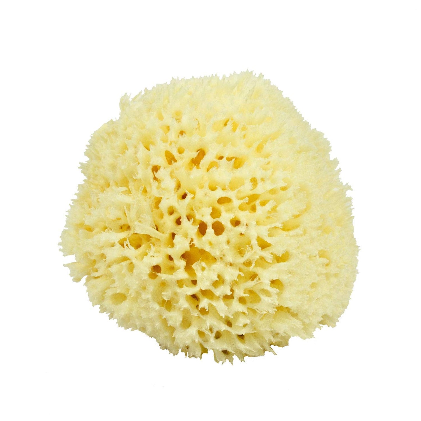 Neptune Natural Renewable Sea Wool Sponge, Hand Cut, Large, Approx. 6-7" Beauty & Personal Care Neptune Natural