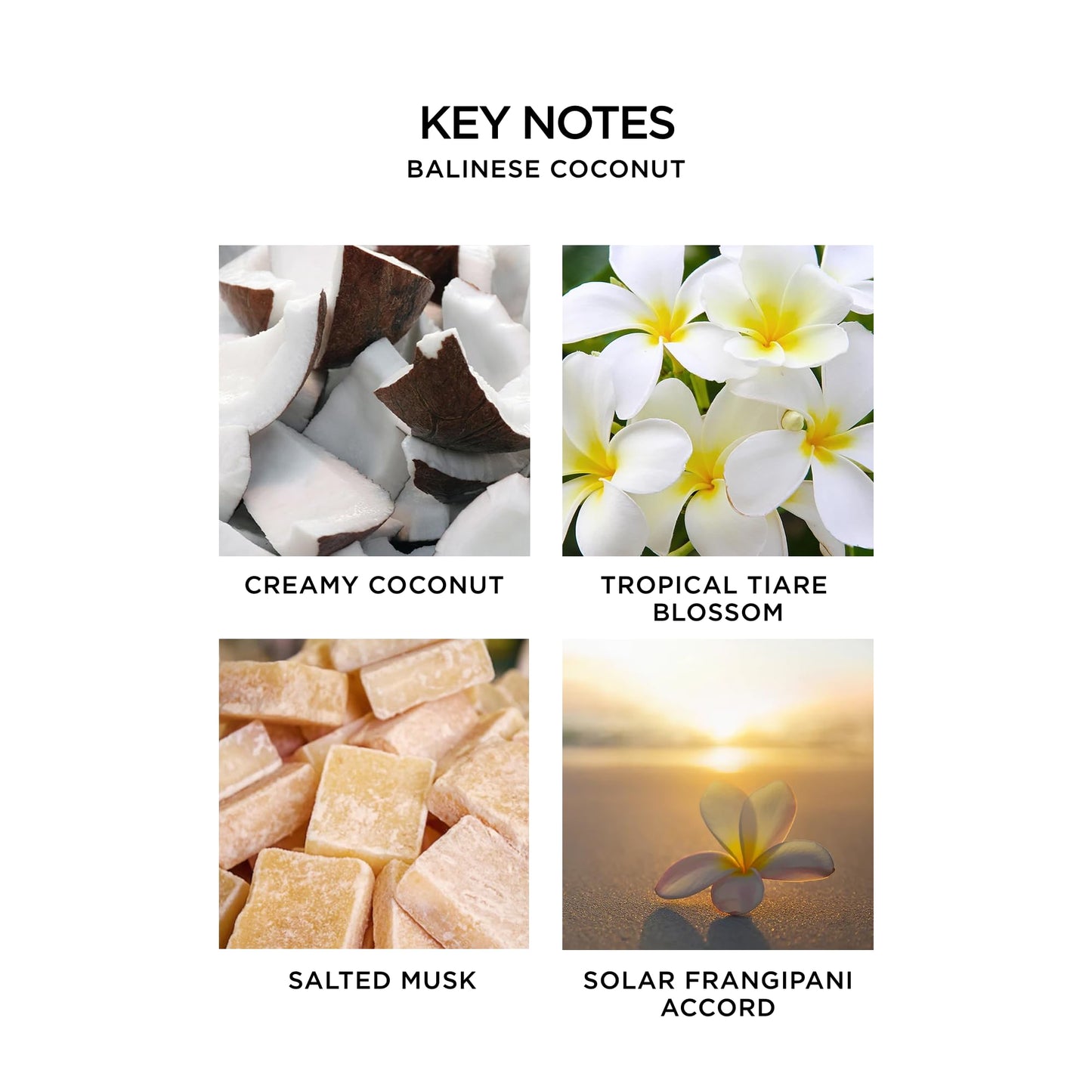 NEST New York Perfume Oil Discovery Set - Includes Balinese Coconut, Turkish Rose, Seville Orange, Indian Jasmine & Madagascar Vanilla - Vegan Beauty & Personal Care NEST New York