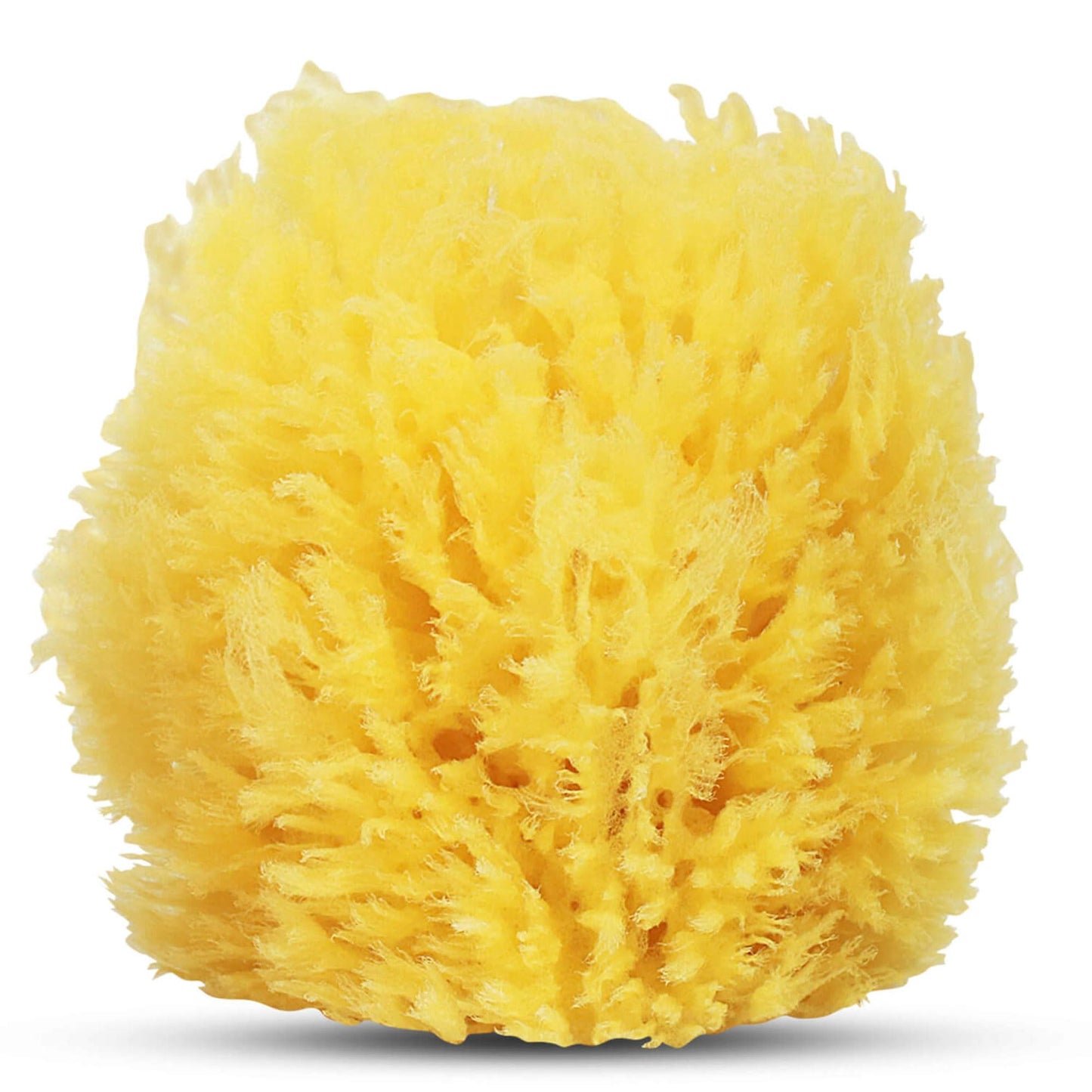 HartFelt Exfoliating Grass Sea Sponge 4in - Natural Exfoliating Body Scrubber Sponge for Shower for Women and Men Beauty and Personal Care HartFelt