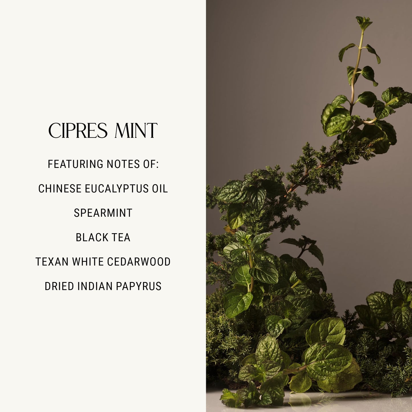 Homecourt Hand Wash, Gently Cleanses & Hydrates, Removes Dirt & Debris Without Irritating Skin, Clean Formula, Cipres Mint, 12 fl oz Beauty & Personal Care Homecourt