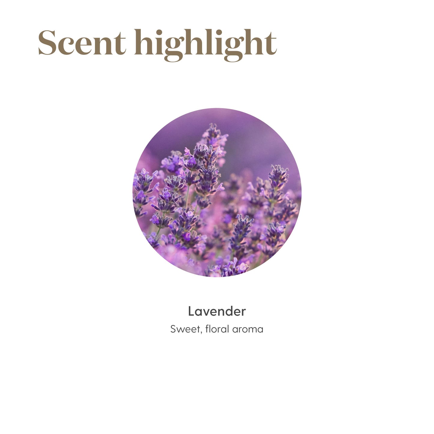 Young Living Lavender Volume Shampoo Essential Oils - Cleanses and Nourishes Fine Hair - 8 fl oz - Gently Cleanses Fine Hair for a Boost of Body Beauty & Personal Care Young Living