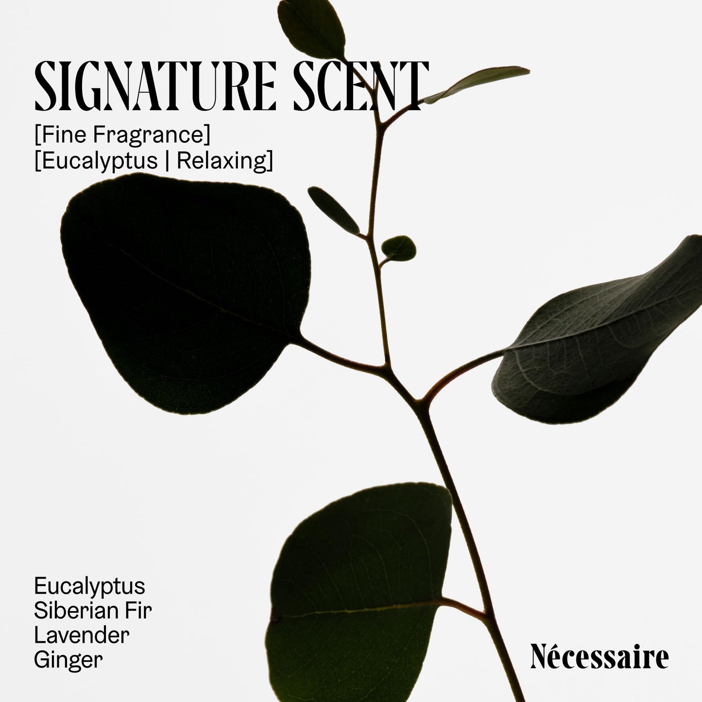 Nécessaire - The Deodorant Gel Eucalyptus - Aluminum-Free - For Women & Men. Clinical Mandelic Acid Deodorant. Extra Strength Odor Control. No Bumps Beauty and Personal Care Nécessaire