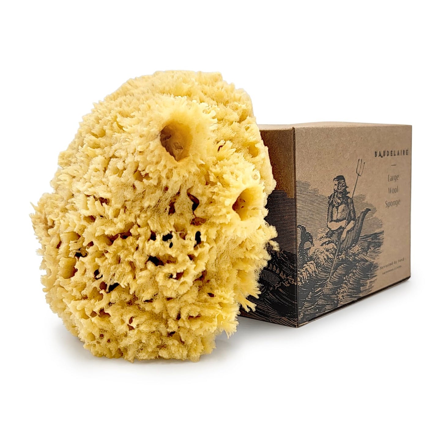 Sea Wool Sponge by Baudelaire 5.5" - Natural Sea Sponges for Bathing - Bath Sea Sponge for Shower - Natural Sea Sponge Loofah - Durable - Sustainable Beauty and Personal Care Baudelaire
