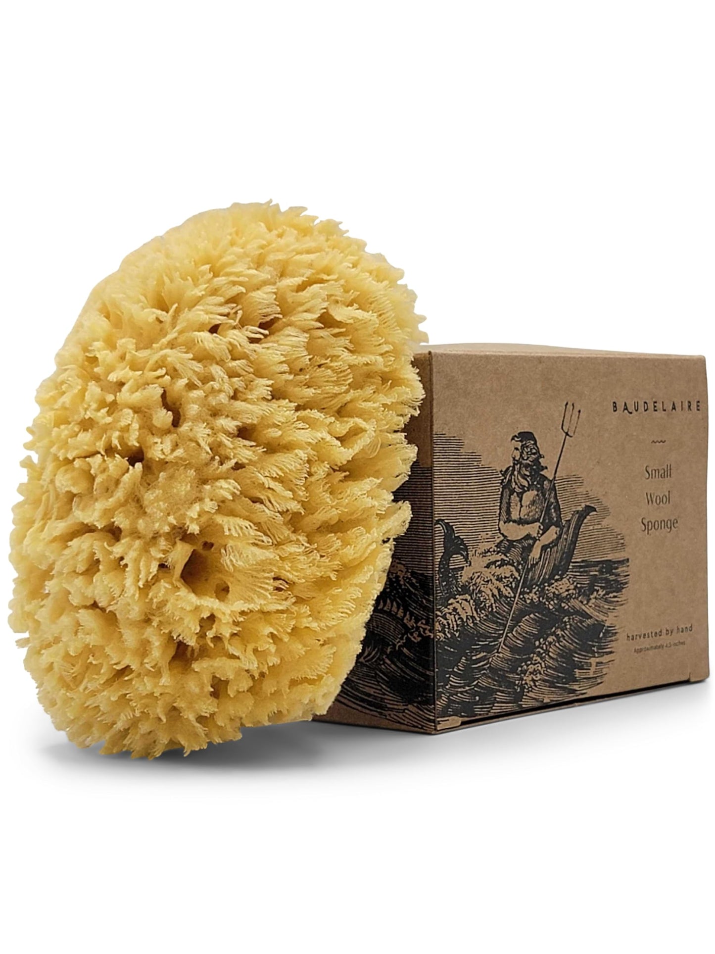 Baudelaire Sea Wool Sponge 5.5" - Natural Sea Sponge for Bathing and Shower - Durable, Sustainable & Environment-Friendly Loofah for Body Beauty & Personal Care Baudelaire