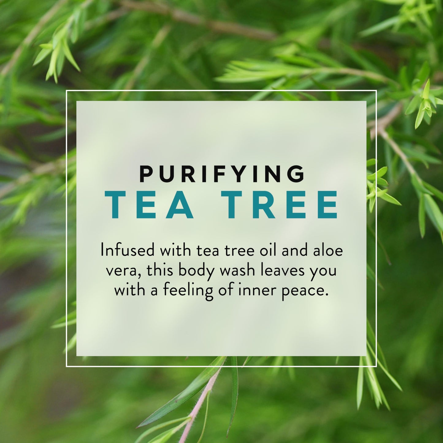 JASON Tea Tree Purifying Body Wash, For a Gentle Feeling Clean, 30 Fluid Ounces Beauty & Personal Care JASON
