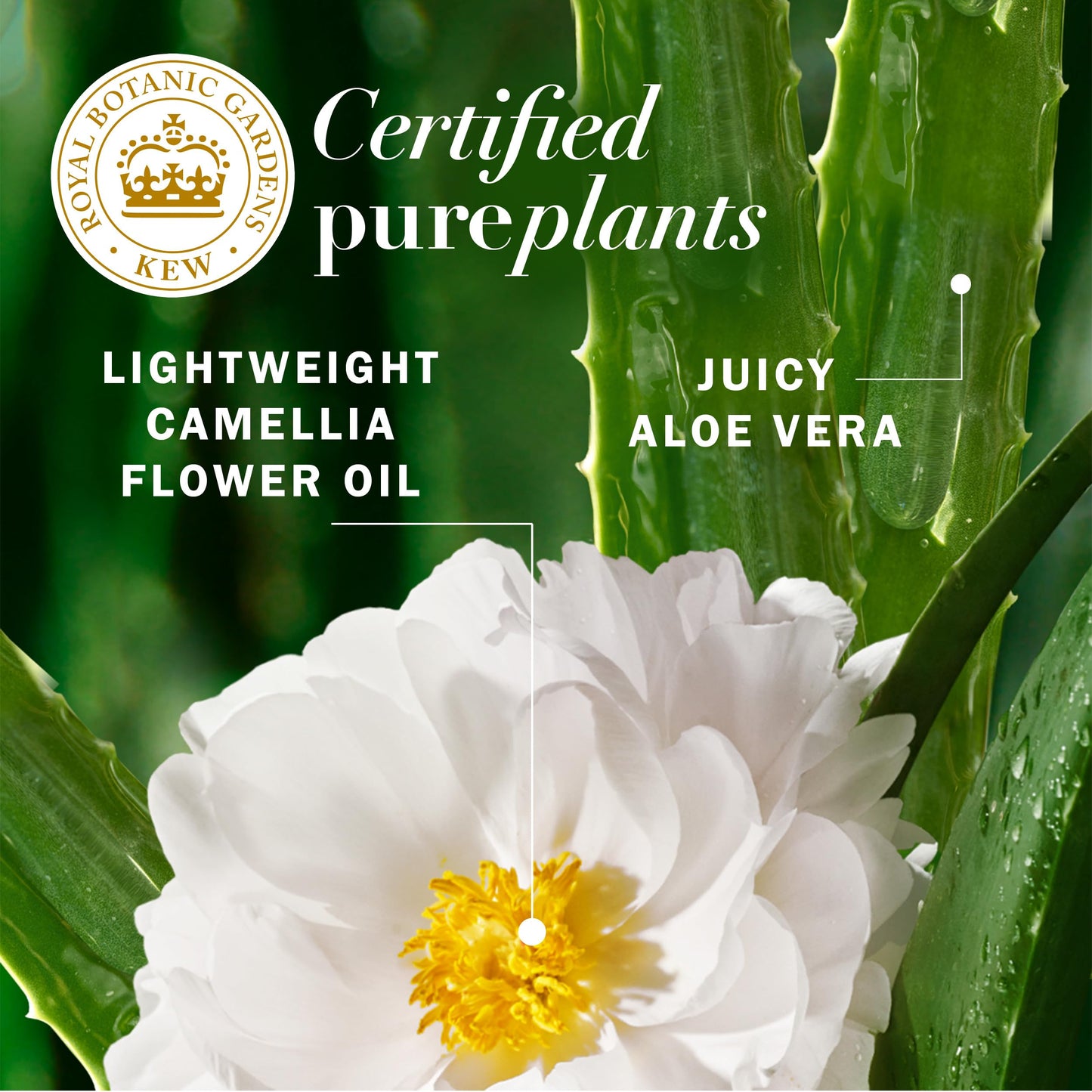 Herbal Essences All-in-1 Nourishing Spray, Certified Pure Plants, with Aloe and Camellia Flower Oil, 6 fl oz Beauty & Personal Care Herbal Essences