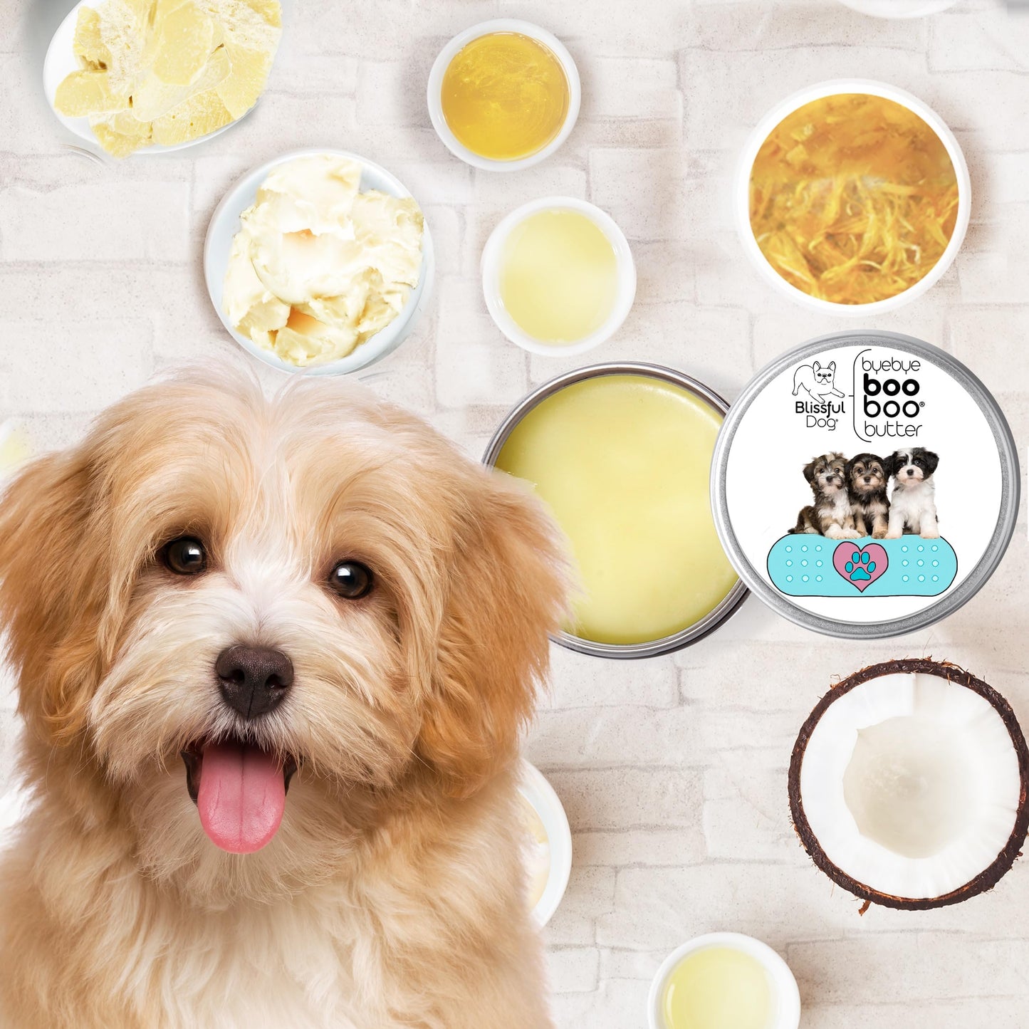 The Blissful Dog Havanese Boo Boo Butter, 1-Ounce Beauty and Personal Care The Blissful Dog