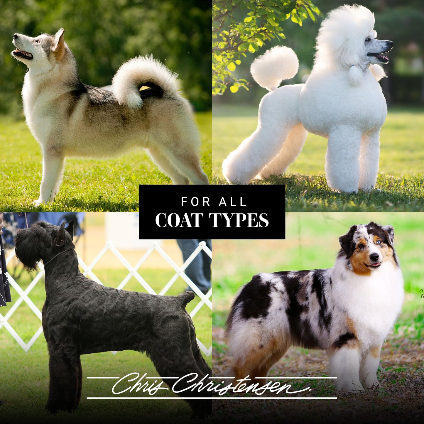 Chris Christensen Thick N Thicker Texturizing Bodifier Dog Whipped Creme Mousse, Groom Like a Professional, No Flakiness or Buildup, Washes Out Beauty & Personal Care Chris Christensen