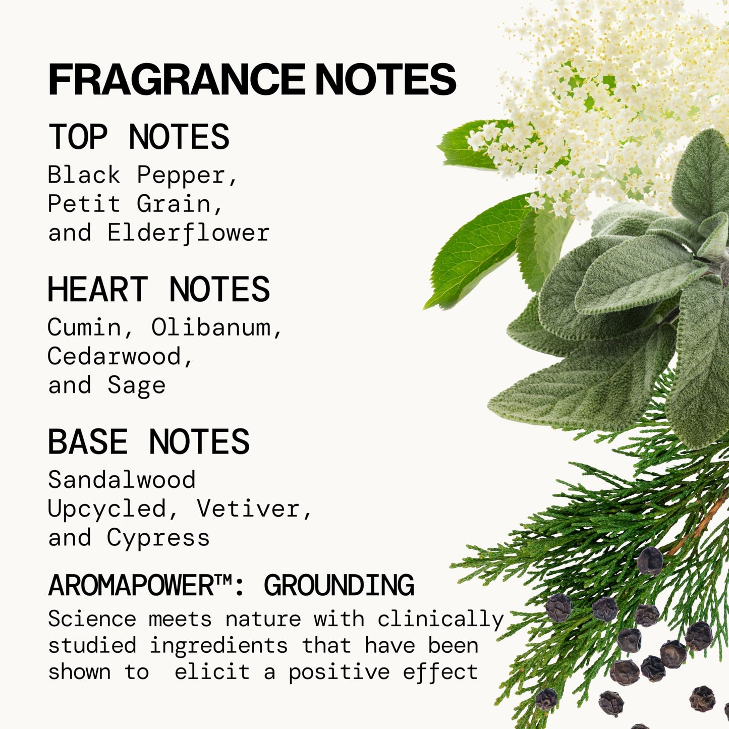Pacifica Montana Sky Spray Perfume - Clean Vegan Fragrance for Women with Cedarwood & Sage - Grounding Earthy Woodsy Scent w/Cedarwood, Black Pepper Beauty & Personal Care Pacifica