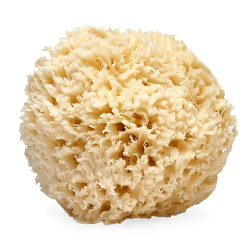 LATHER - Natural Sea Wool Sponge, 5-6" - Organic Exfoliating Body Scrubber - Soft, Gentle Cleansing - Hypoallergenic - All Skin Types - Florida Beauty & Personal Care LATHER