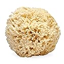LATHER - Natural Sea Wool Sponge, 5-6" - Organic Exfoliating Body Scrubber - Soft, Gentle Cleansing - Hypoallergenic - All Skin Types - Florida Beauty & Personal Care LATHER