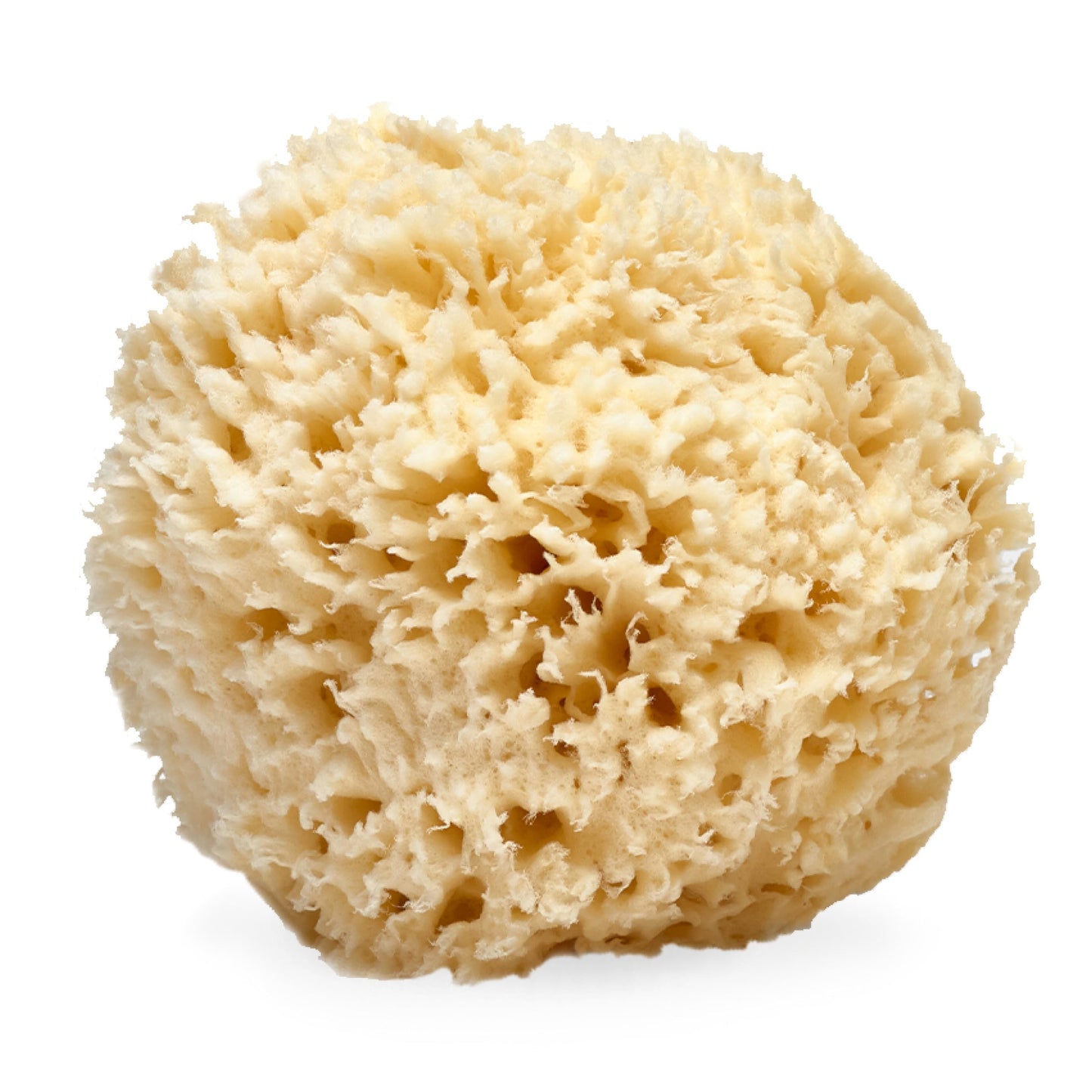 LATHER - Natural Sea Wool Sponge, 5-6" - Organic Exfoliating Body Scrubber - Soft, Gentle Cleansing - Hypoallergenic - All Skin Types - Florida Beauty & Personal Care LATHER