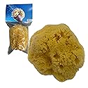 Awesome Aquatic Natural Sea Sponge Amazing Natural Renewable Resource Creating The in Home Perfect Bath and Shower Experience Artist Sponge (Yellow Beauty & Personal Care Awesome Aquatic