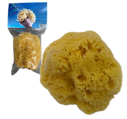 Awesome Aquatic Natural Sea Sponge Amazing Natural Renewable Resource Creating The in Home Perfect Bath and Shower Experience Artist Sponge (Yellow Beauty & Personal Care Awesome Aquatic