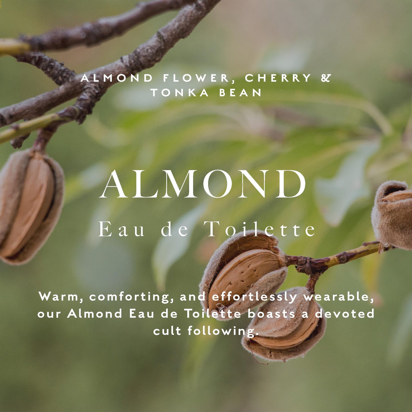 Caswell-Massey Almond Eau de Toilette, Cherry, Almond Flower, Sandalwood Fragrance, Perfume for Women, 2.0 Fl Oz Beauty & Personal Care Caswell-Massey
