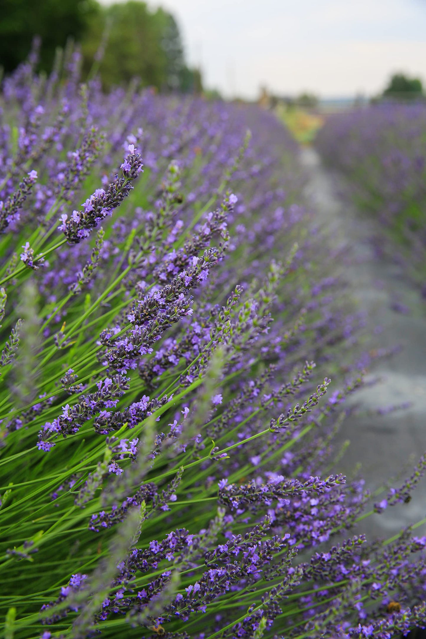 Victoria's Lavender Aromatherapy Body Mist Spray - After Sun Solar Recovery Spray with Aloe Vera plus Lavender Essential Oil - Hydrating, Moisturizing Beauty & Personal Care Victoria's Lavender