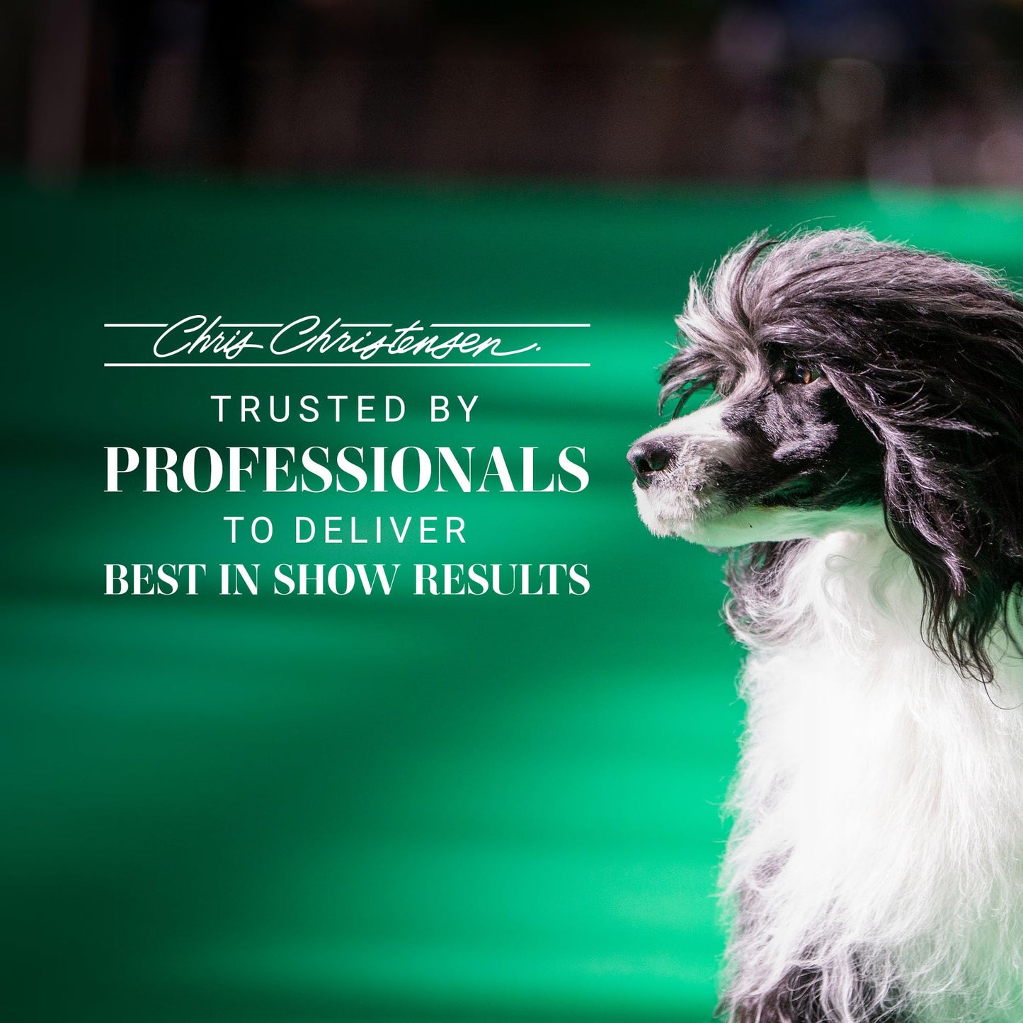 Chris Christensen Thick N Thicker Texturizing Bodifier Dog Whipped Creme Mousse, Groom Like a Professional, No Flakiness or Buildup, Washes Out Beauty & Personal Care Chris Christensen