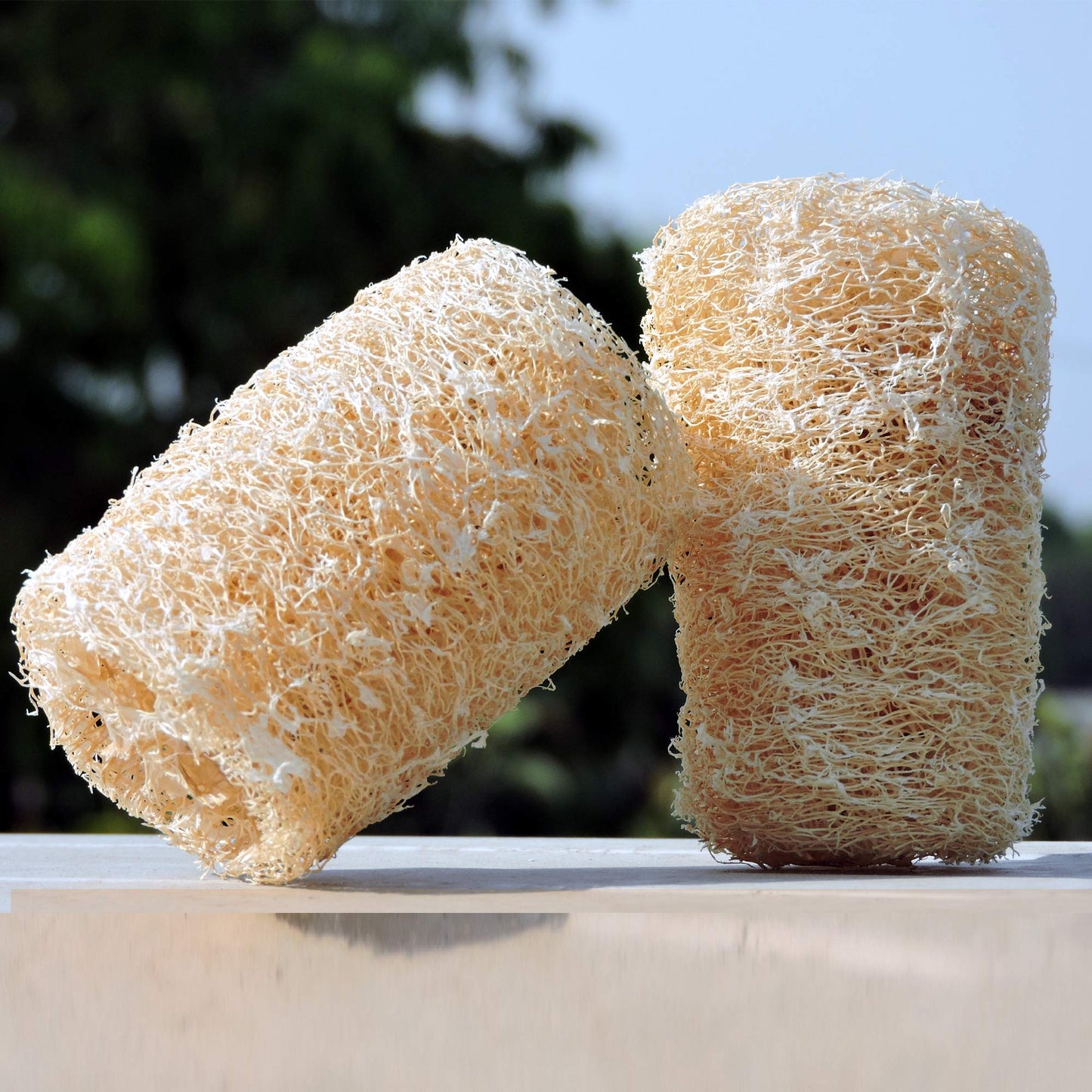 HealthGoodsIn - Organic Loofa Natural Bath Sponge, Set of 2 Exfoliating Bath Sponge Scrubber | Naturally Grown Loofah (Set of 2) Beauty & Personal Care HealthGoodsIn