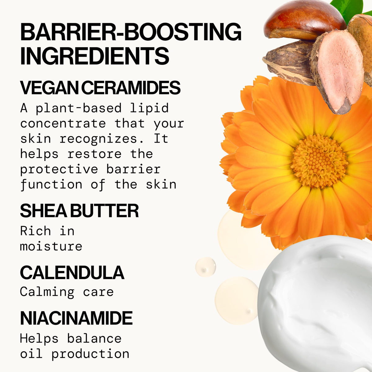 Pacifica Face Cream - Vegan Ceramide Barrier Cream w/Niacinamide & Shea Butter - Hydrating Daily Face Moisturizer Fragrance Free for Sensitive Skin Beauty & Personal Care Pacifica