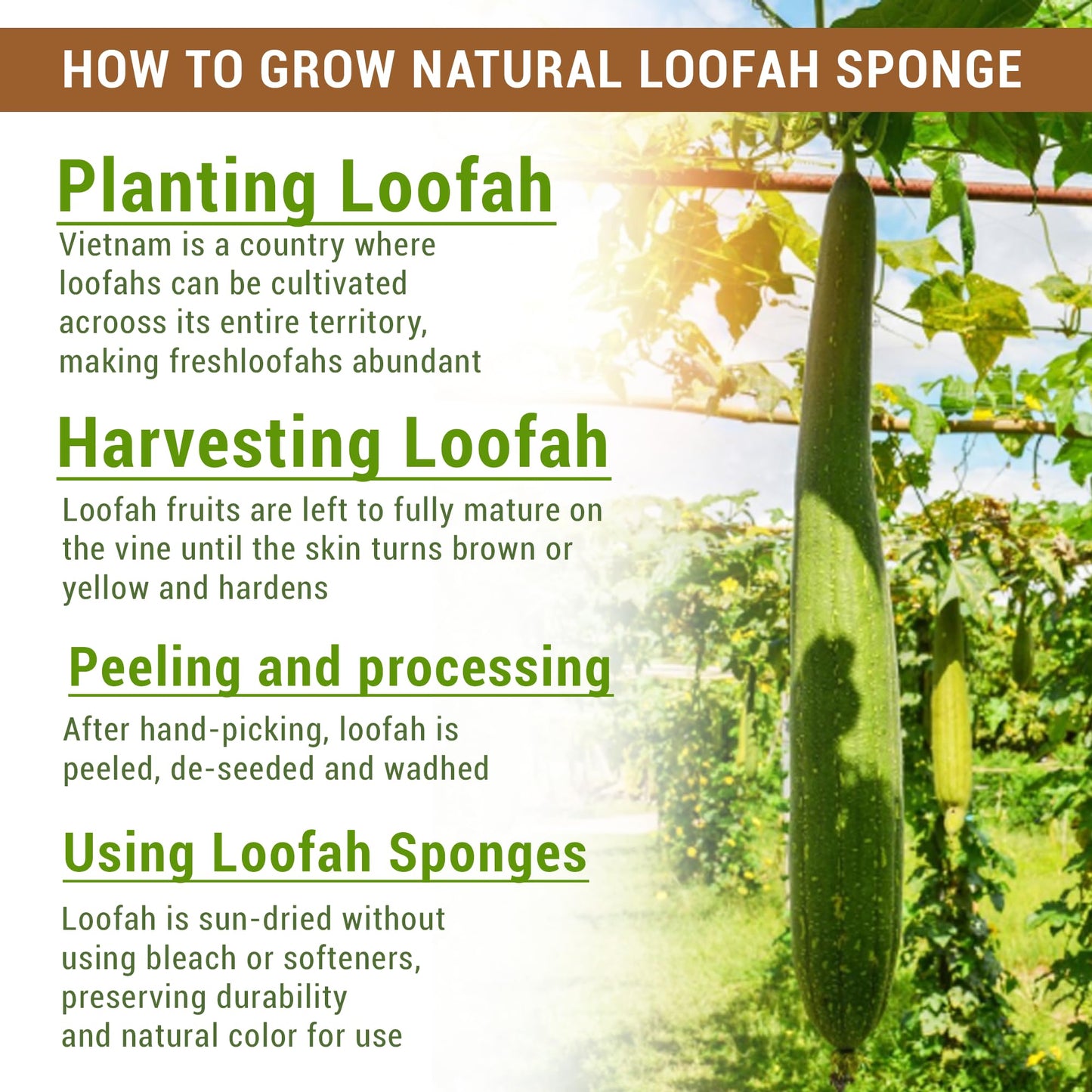 Natural Vietnamese Loofah Sponge, 100% Plant-Based Luffa Exfoliating Body Scrubber for Shower, Multi-Functional for Kitchen, Ideal for Men & Women Beauty and Personal Care Herbvian