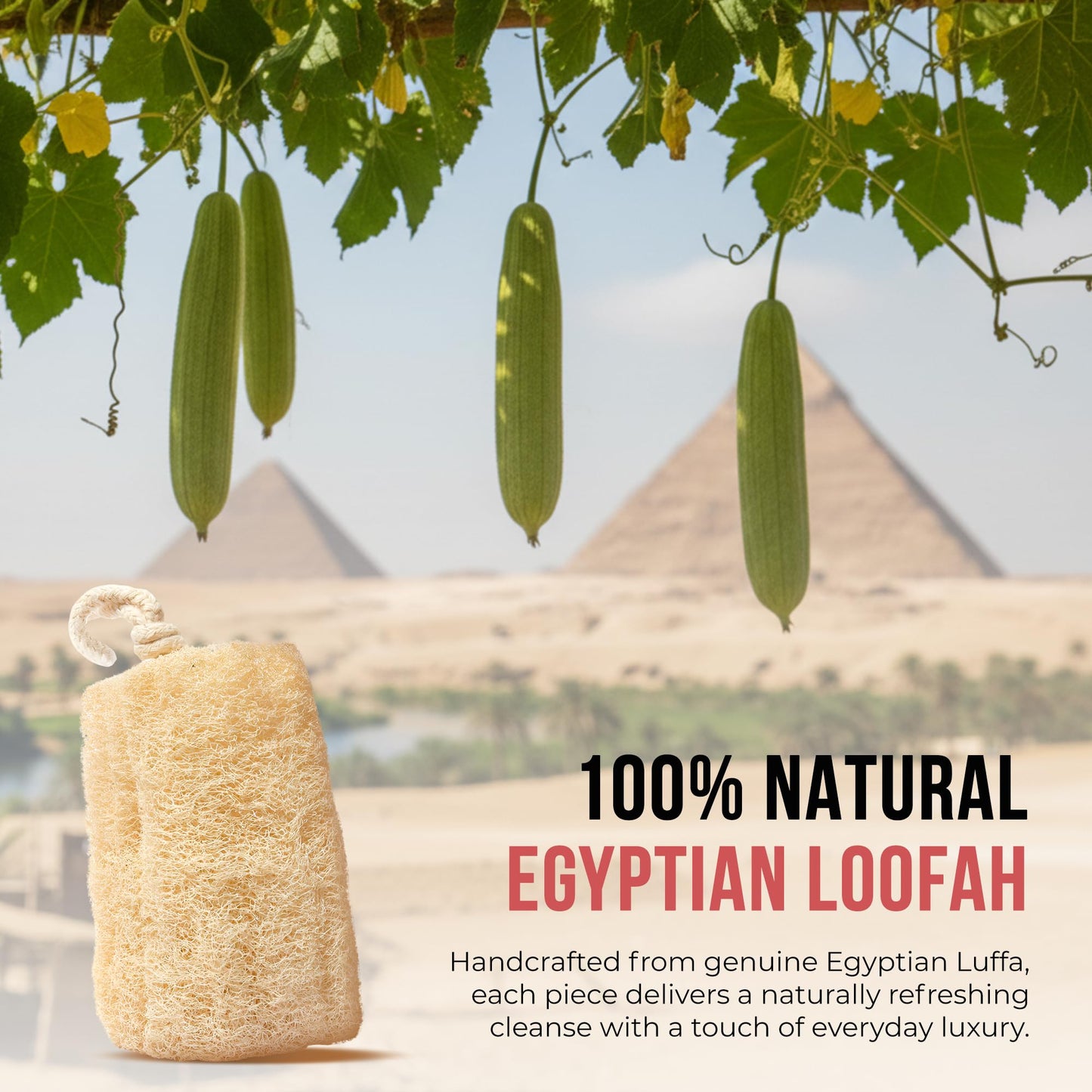 CraftsOfEgypt Natural Loofah Sponge - Egyptian Luffa Body Scrubber Pack of 2 for Men & Women, Natural Bath & Shower Loofah Exfoliator, All Natural Beauty & Personal Care CraftsOfEgypt