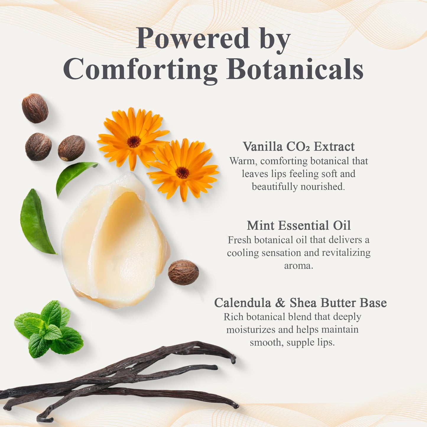 Erbaviva Vanilla Mint Lip Balm 4 Pack - USDA Organic Lip Balm with Elderflower, Calendula & Shea Butter - Long-Lasting Moisturizing Lip Care Beauty and Personal Care erbaviva