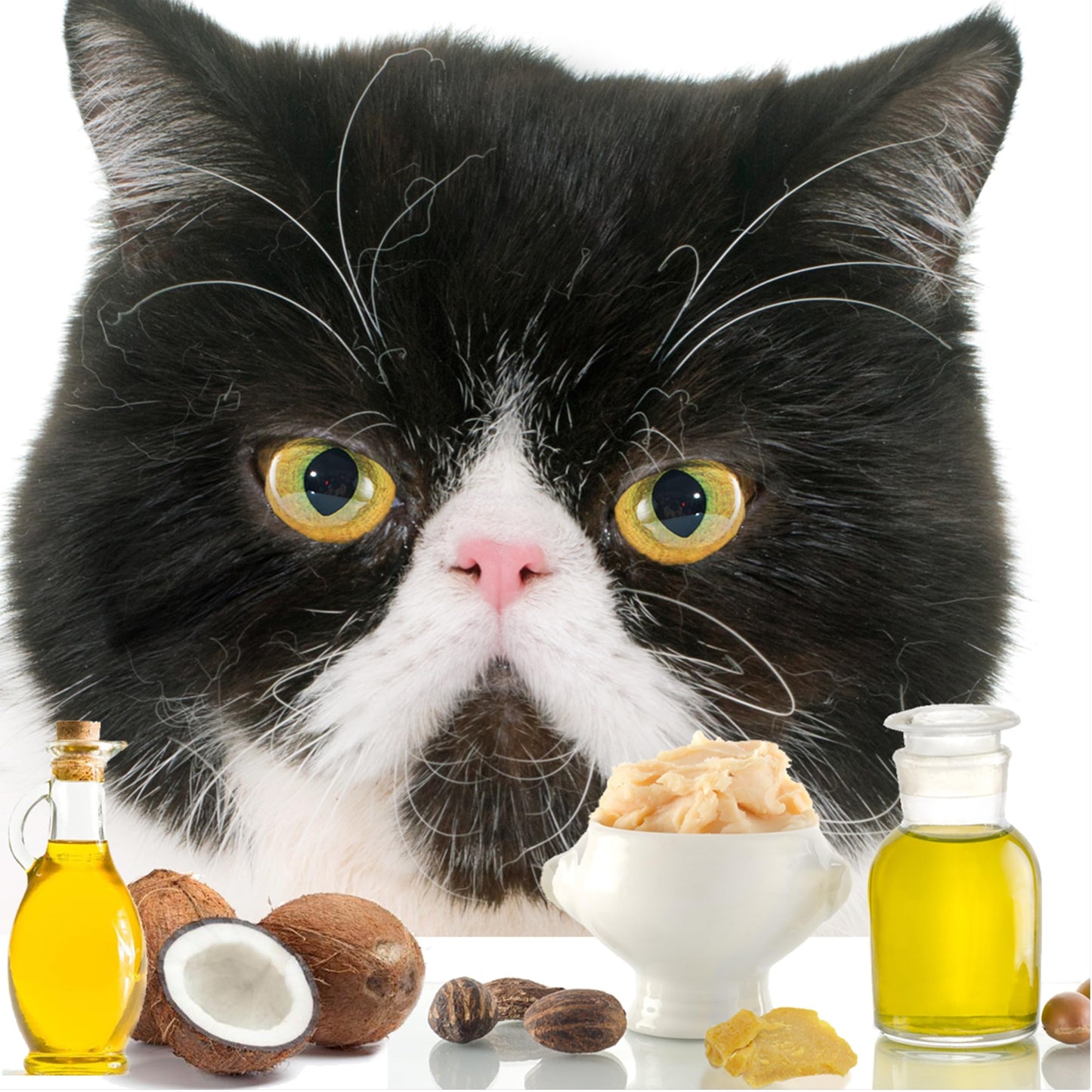 The Blissful Cat Nose Butter, 0.15-Ounce Beauty and Personal Care The Blissful Dog