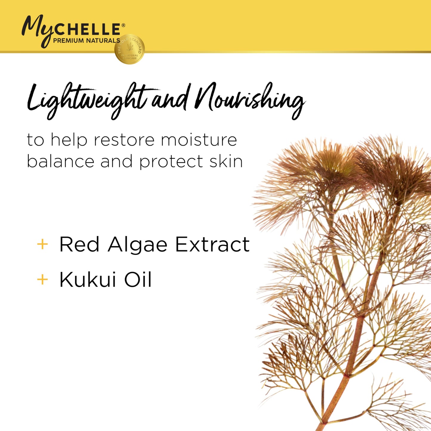MyCHELLE Dermaceuticals Solar Defense SPF 30 (2.3 Fl Oz) - Moisturizing Reef Safe Sunscreen with Red Algae Extract and Kukui Oil - Travel Size Zinc Beauty & Personal Care MyChelle Dermaceuticals
