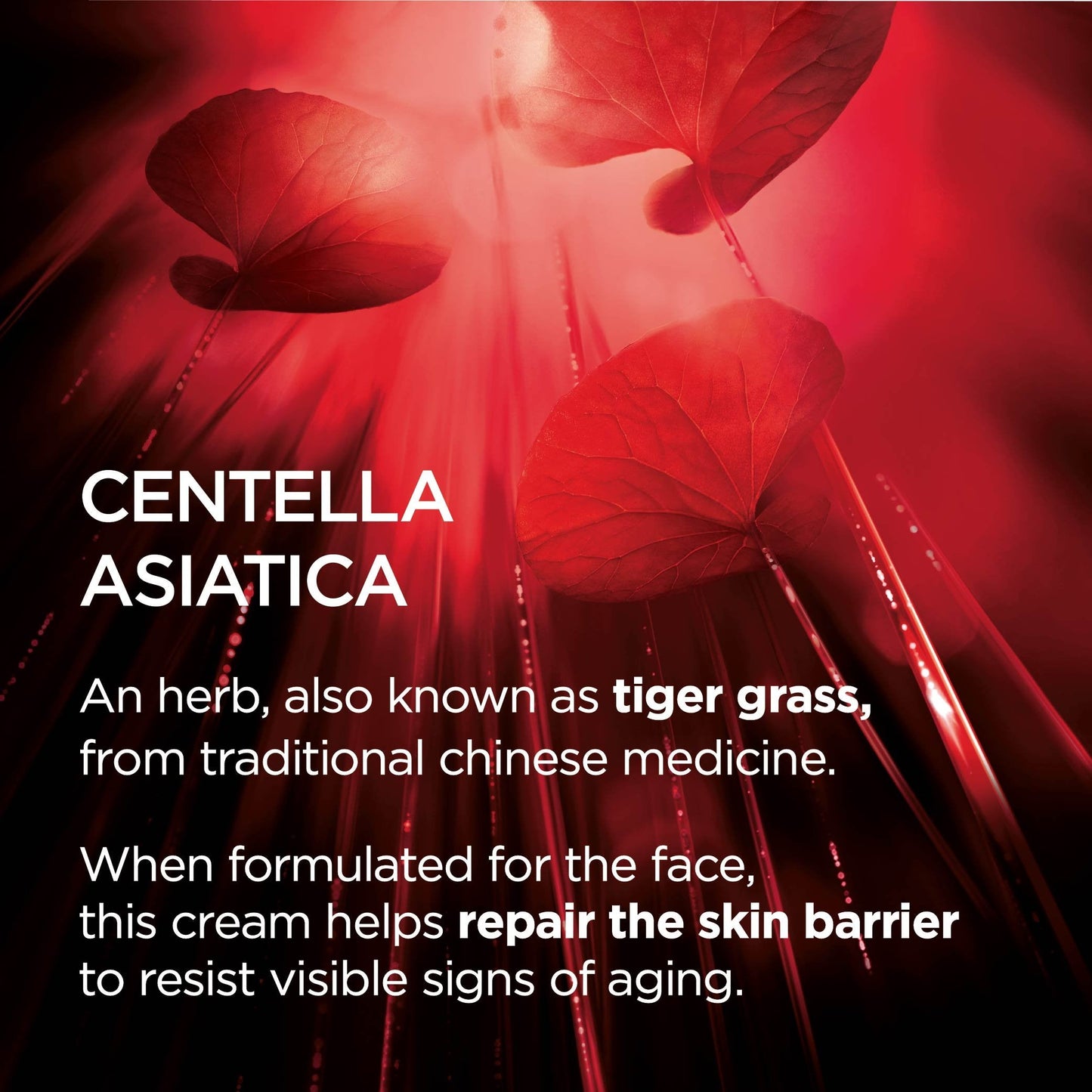 L'Oreal Paris Revitalift Cicacream Anti-Aging Face Moisturizer with Centella Asiatica for Anti-Wrinkle and Skin Barrier Repair, Fragrance Free Beauty & Personal Care L'Oreal Paris