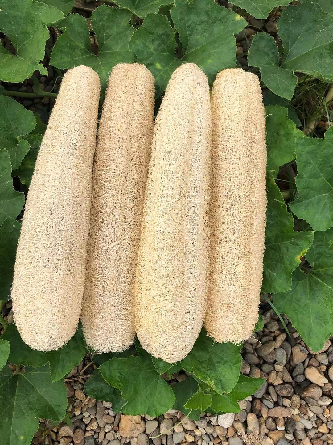 YEMTAL Natural Loofah Sponges Organic Luffa Bath Shower Sponge Exfoliating Body Back Scrubber for Men Women Adults SPA Beauty Bathing Daily Care - 4 Beauty & Personal Care YEMTAL