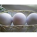 Spa Pure LOVESPELL Bath Bombs - 3 XL Fizzies, Handmade in the USA with Shea, Mango and Cocoa Butter, Ultra Moisturizing, Great for Dry Skin Beauty & Personal Care Spa Pure