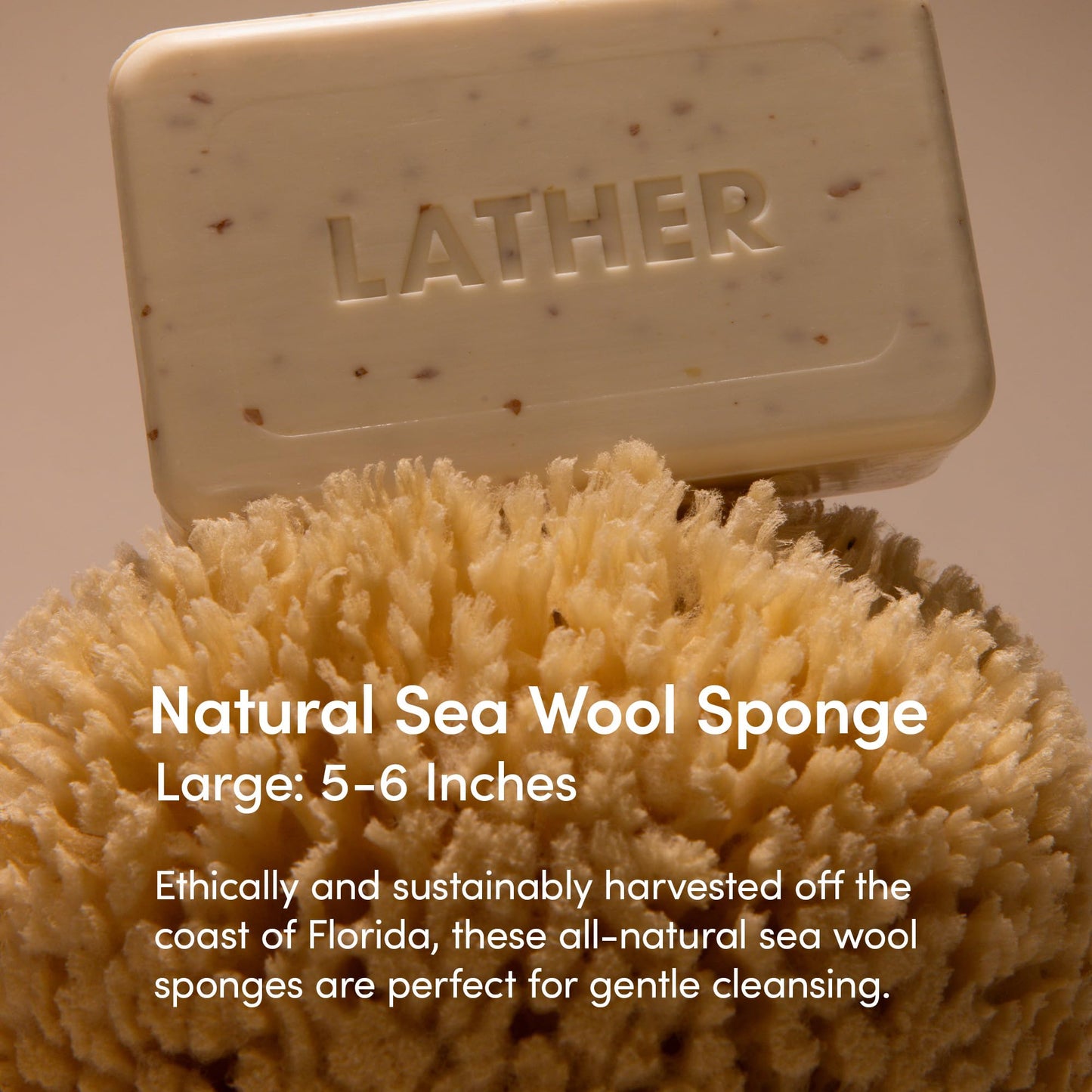 LATHER - Natural Sea Wool Sponge, 5-6" - Organic Exfoliating Body Scrubber - Soft, Gentle Cleansing - Hypoallergenic - All Skin Types - Florida Beauty & Personal Care LATHER