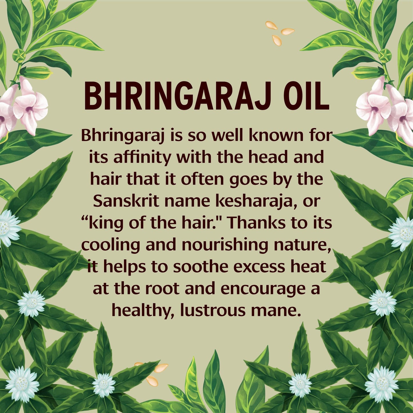 Banyan Botanicals Organic Bhringaraj Oil - Supports Healthy Hair Growth - Oil Made with Traditional Methods - 8 oz. - Non-GMO Sustainably Sourced Beauty & Personal Care Banyan Botanicals
