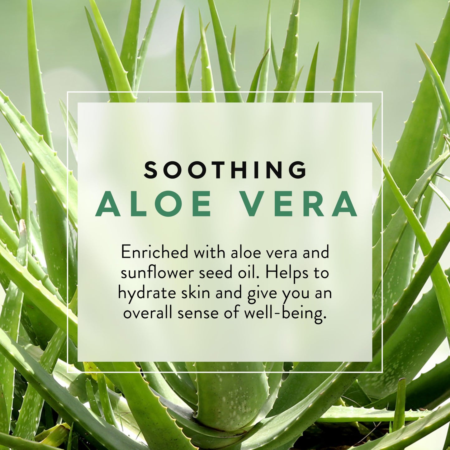 Jason Body Wash Aloe Vera Beauty & Personal Care JASON