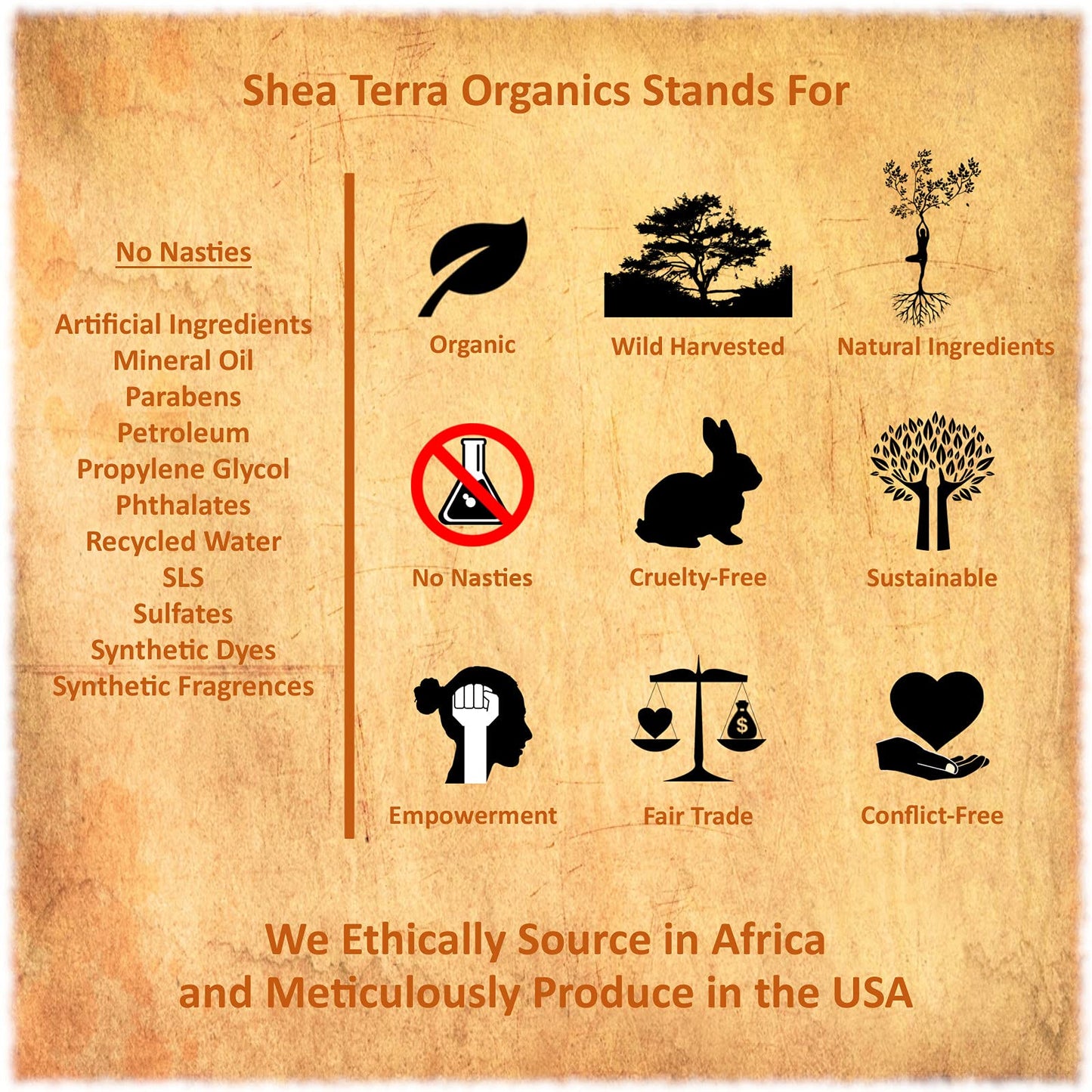 Shea Terra Egyptian Black Seed Cold Pressed Extra Virgin Oil, All Natural Oil to Support Immune System, Encourage Hair Growth & Skin Tone, Assist in Beauty & Personal Care Shea Terra Organics
