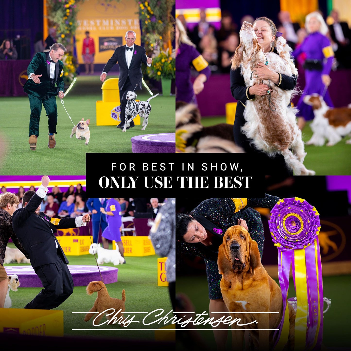 Chris Christensen Thick N Thicker Texturizing Bodifier Dog Whipped Creme Mousse, Groom Like a Professional, No Flakiness or Buildup, Washes Out Beauty & Personal Care Chris Christensen