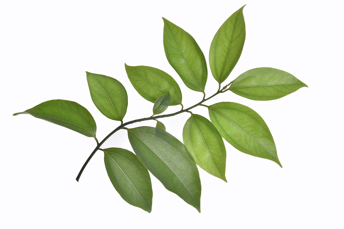 US Organic 100% Pure Cinnamon Leaf Essential Oil - USDA Certified Organic, Steam Distilled - W/Euro Dropper (More Size Variations Available) (10 ml Beauty & Personal Care US Organic